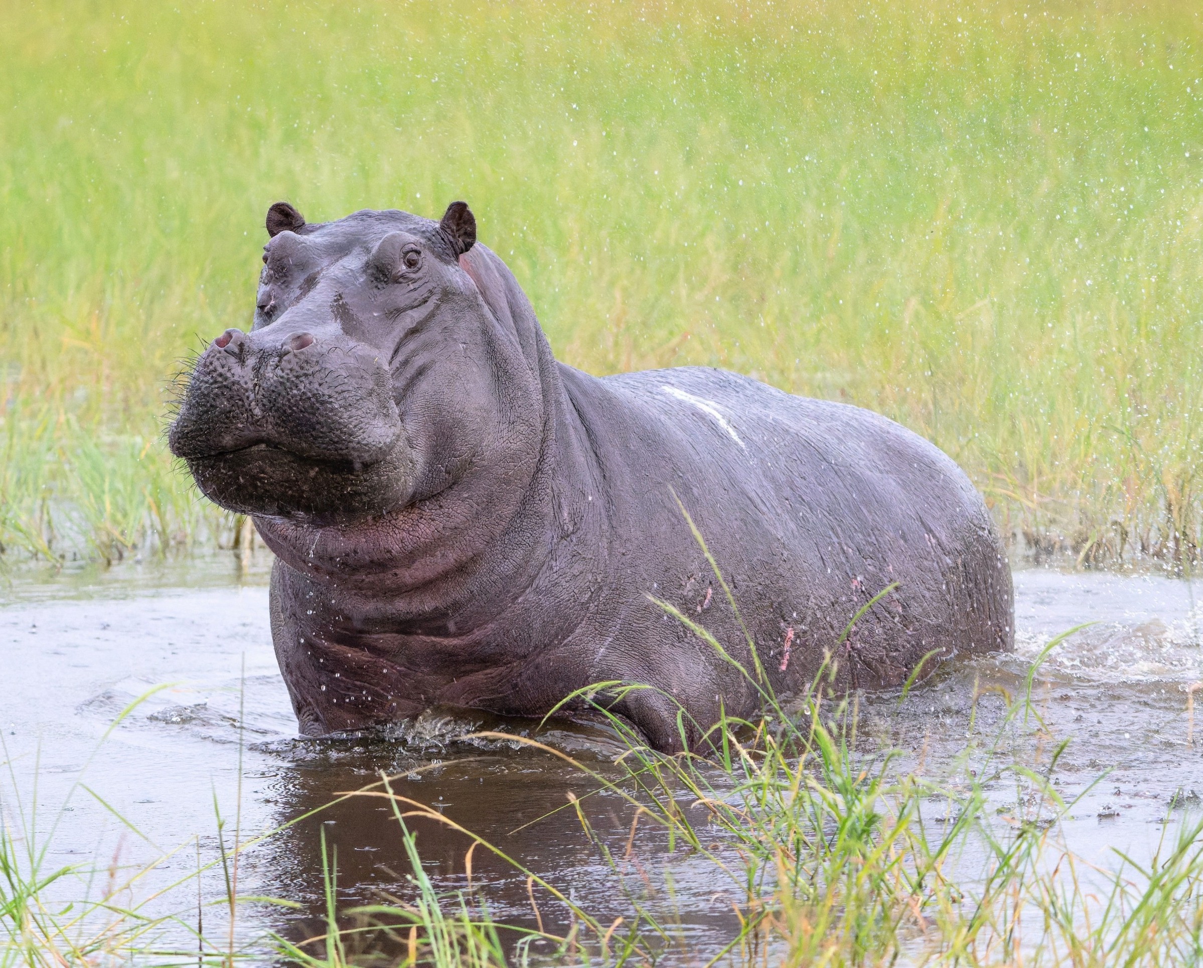 Hippos in the Ice Age? DNA reveals a survival story