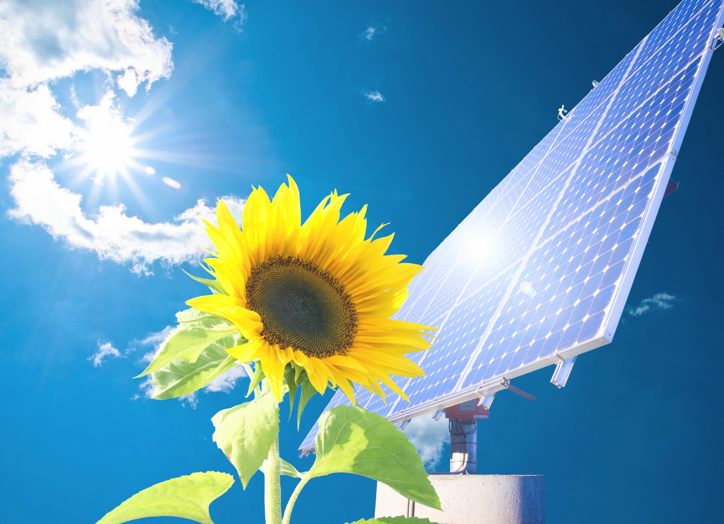 Wildflowers turn solar farms into havens for bumblebees