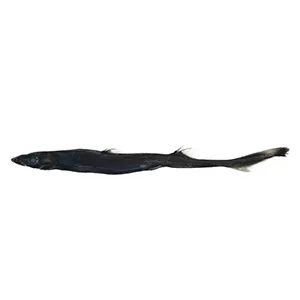 The West Australian Lanternshark, Etmopterus westraliensis, was described with the help of six specimens collected off the WA coast during a voyage on RV Investigator in 2022. Credit: CSIRO Australian National Fish Collection