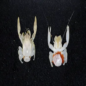 What has four claws and is excited to be a species that's new to science? This little porcelain crab, of course. Credit: CSIRO-Cindy Bessey