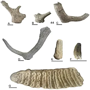 From meat to raw material: the Middle Pleistocene elephant butchery site of Casal Lumbroso (Rome, central Italy). Credit: PLOS One