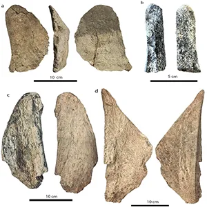 Selection of bone tools from Casal Lumbroso. a) large conchoidal elephant bone flake with localized use wear traces; b) large ungulate long bone diaphysis fragment with localized use wear traces; c) elephant long bone diaphysis fragment with localized use wear traces; d) elephant long bone diaphysis fragment with impact mark and localized use wear traces. Credit: PLOS One