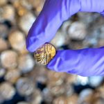 A metal detectorist discovers nearly a thousand gold coins from the 1st century BC in the heart of Essex