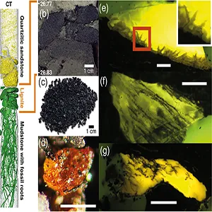 Southern Hemisphere continental configuration ~90 million years ago, including sites of southernmost amber finds: the ‘Otway amber’, the Tupuangi amber, and the ‘Pine Island Amber’ described in this study. Credit: Alfred-Wegener-Institut