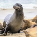 Deadly disease is spreading quickly among California sea lions