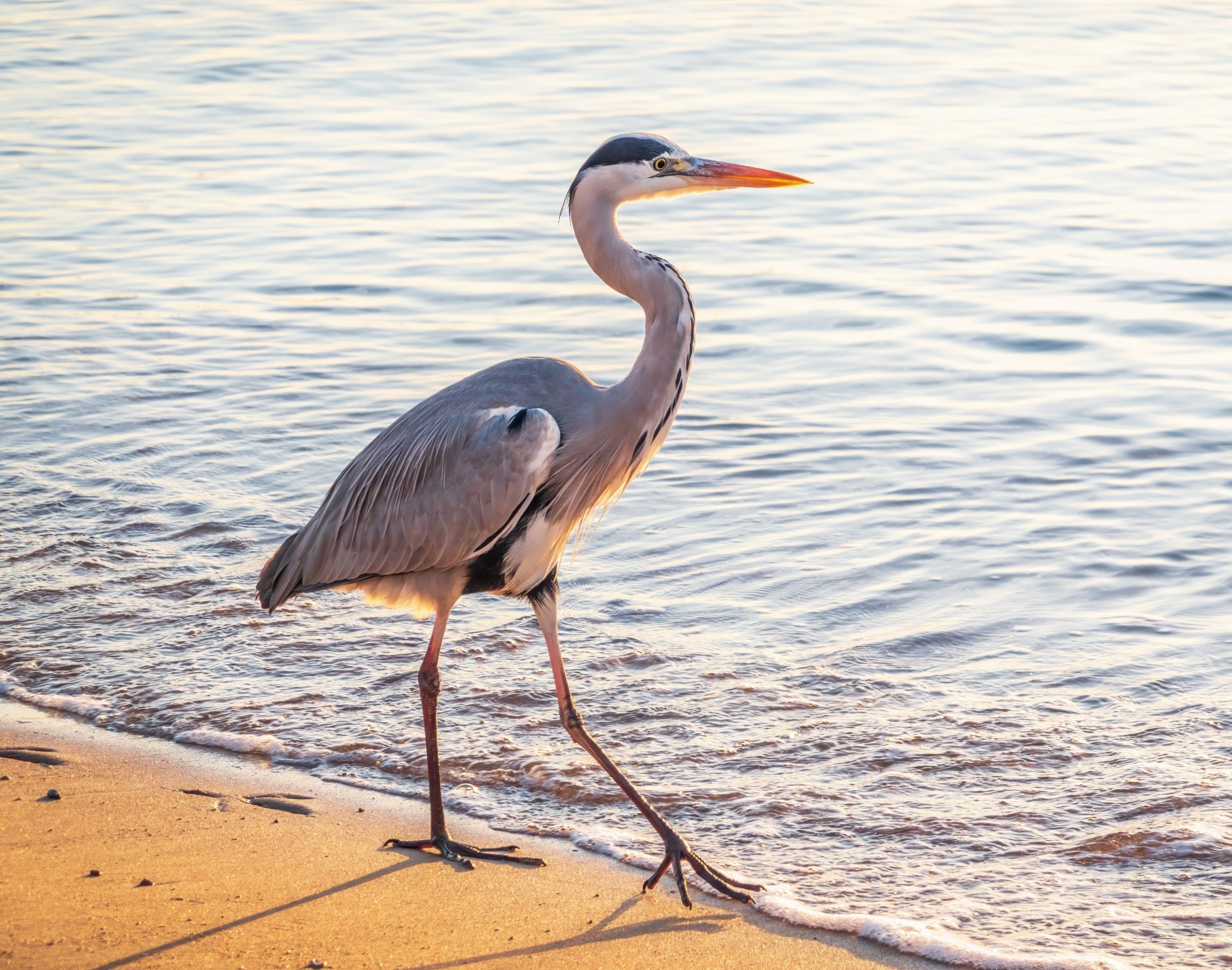 Why some birds fear new things while others adapt easily - Earth.com