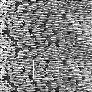 Scanning electron micrograph of shark skin from an embryonic bonnethead at 20 TL from the dorsal region (grid AD). (A) Shows the “raw” image produced by the SEM, where we can view the denticles and their morphology in such great quality and definition. (B) Shows the image with the “five central denticles” outlined in white bounded by the white box. We measured the denticle morphometrics of each of the five central denticles and averaged the values to create one point of data for this skin sample. Credit: Florida Atlantic University