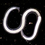 Scientists revive a worm, Panagrolaimus kolymaensis, that was frozen in Siberia for 46,000 years