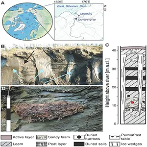 Reviving Panagrolaimus kolymaensis. (A) Location of the Duvanny Yar outcrop on the Kolyma River, northeastern Siberia, Russia. (B) View of the upper part of outcrop composed of ice wedges and permafrost silty deposits. (C) Lithostratigraphic scheme of deposits, showing location of studied rodent borrow (red circle). (D) fossil rodent burrow with herbaceous litter and seeds buried in permafrost deposits. Credit: PLOS