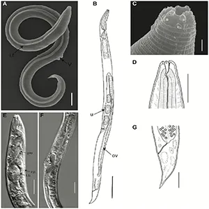 General morphology of Panagrolaimus kolymaensis, female. Scanning electron pictures (A, C), light microscopy photographs (E, F) and graphic presentations (B, D, G) of holotype: A, B) entire body, C, D) anterior ends, E) anterior body, F) perivulvar body region, G) tail. Credit: PLOS