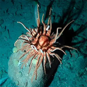 The researchers recorded giant volcano sponges, Antarctic sun stars, giant Antarctic octopus, sea spiders, and a variety of fish at anchor depths. Credit: Matt Mulrennan / KOLOSSAL