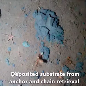 Striations, grooves, and mud deposits from anchor retrieval were visible in the substrate of the ocean floor. The researchers observed crushed sponge colonies. Credit: Matt Mulrennan / KOLOSSAL