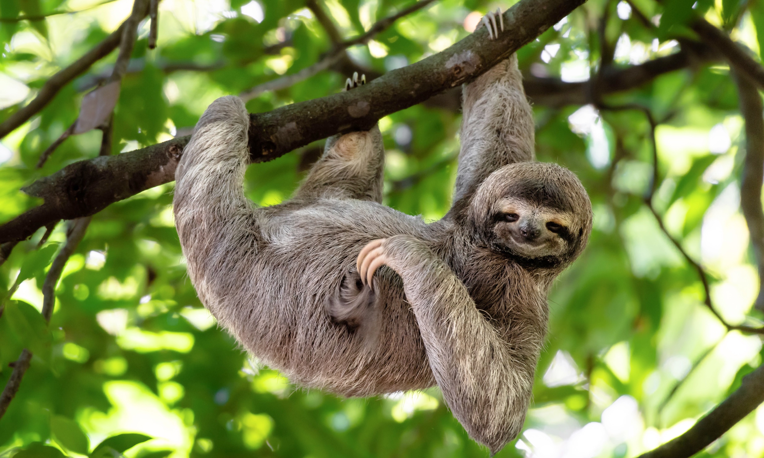 International Sloth Day 2025: Embracing nature’s gentle pace