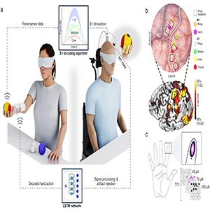 Infographic shows human avatar experimental paradigm for object grasping and sensory discrimination using a brain implant to help a man with paralysis. Credit: medRxiv