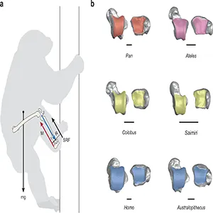 The mechanics of vertical climbing provide a proximate explanation for the convergent evolution of ankle morphology in African apes and atelids, like Ardipithecus ramidus. Credit: Communications Biology