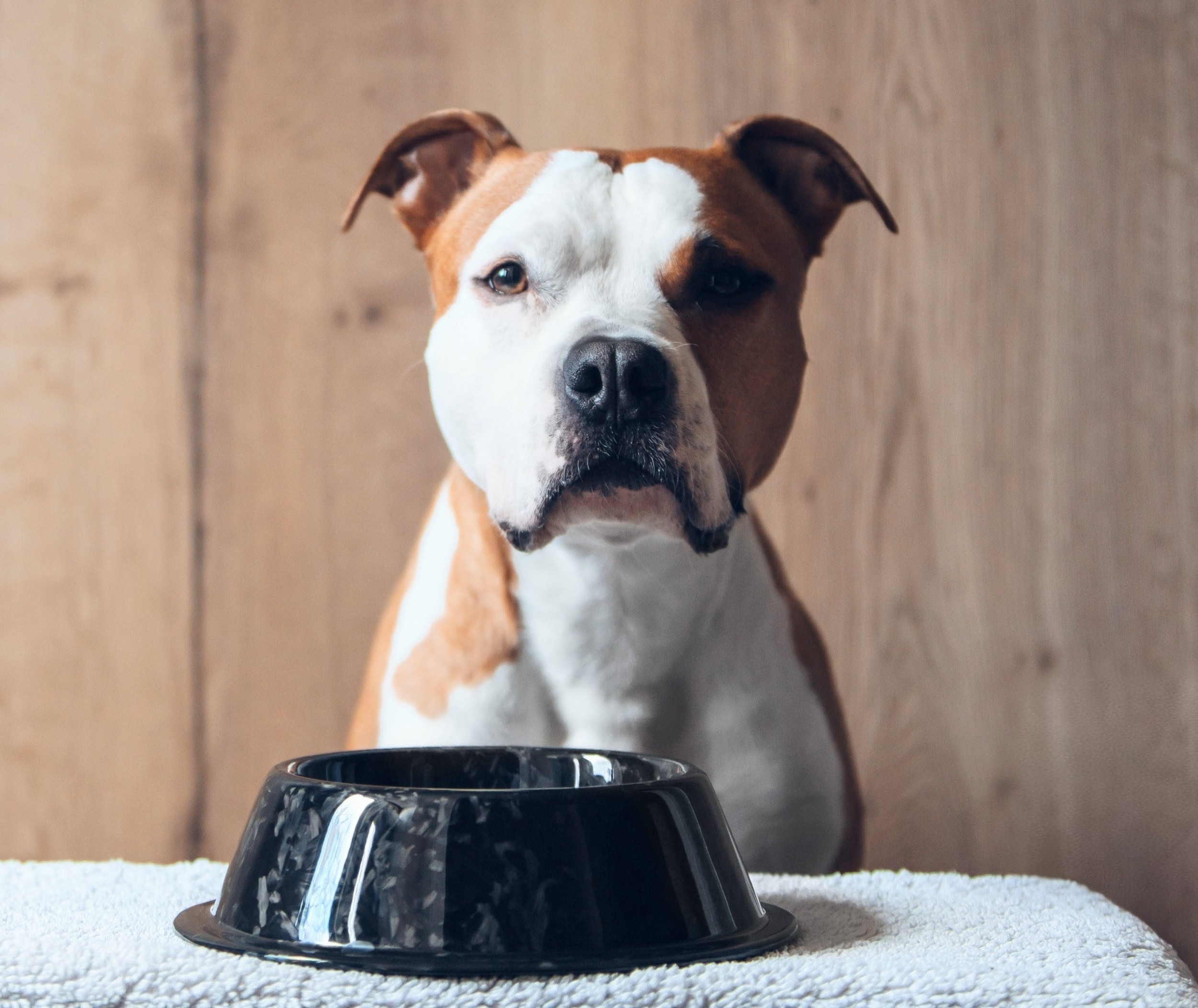 Which diet is best for your dog? Surprising new insights revealed