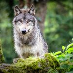 Wolves prefer the night to avoid encountering humans
