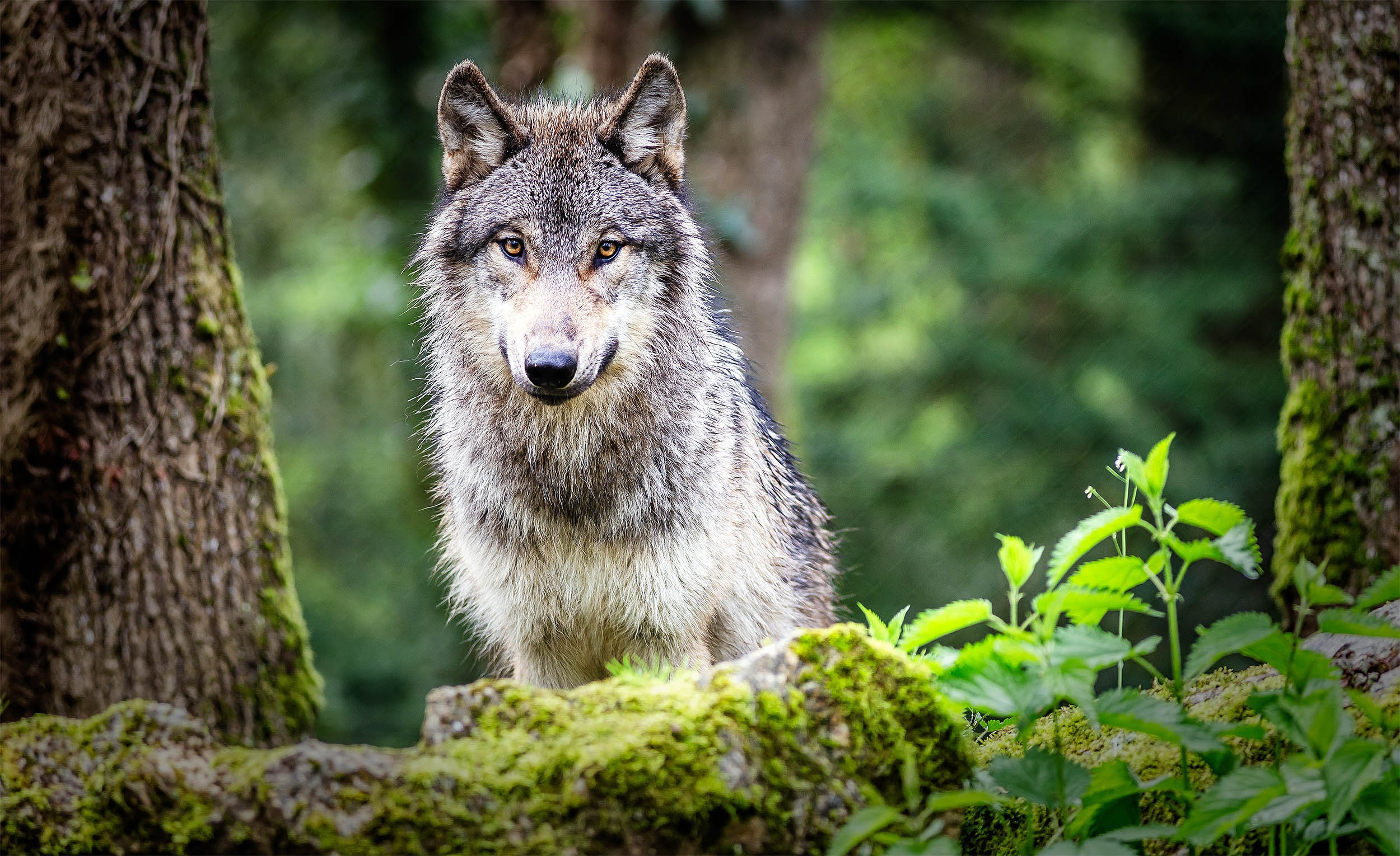 Wolves prefer the night to avoid encountering this animal - Earth.com