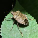 Why stinkbugs grow 'fungus farms' on their legs
