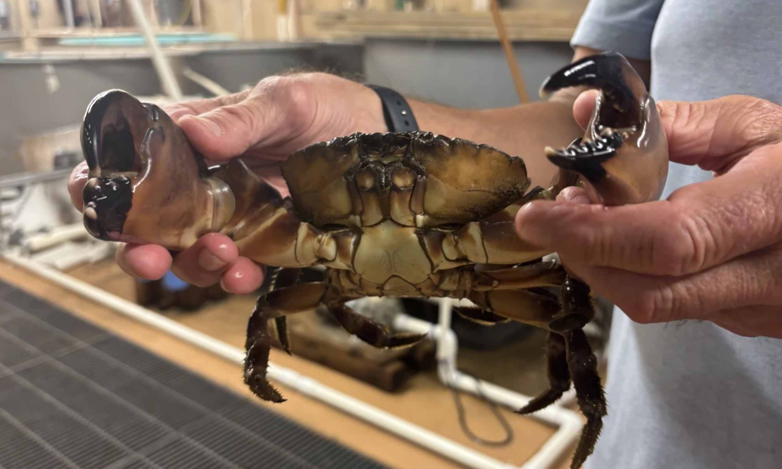 First reported sightings of stone crabs in Virginia waters First reported sightings of stone crabs in Virginia waters