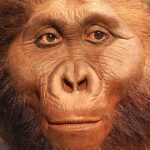 Ancient hands and feet reveal truth about hominin ancestor, Paranthropus boisei