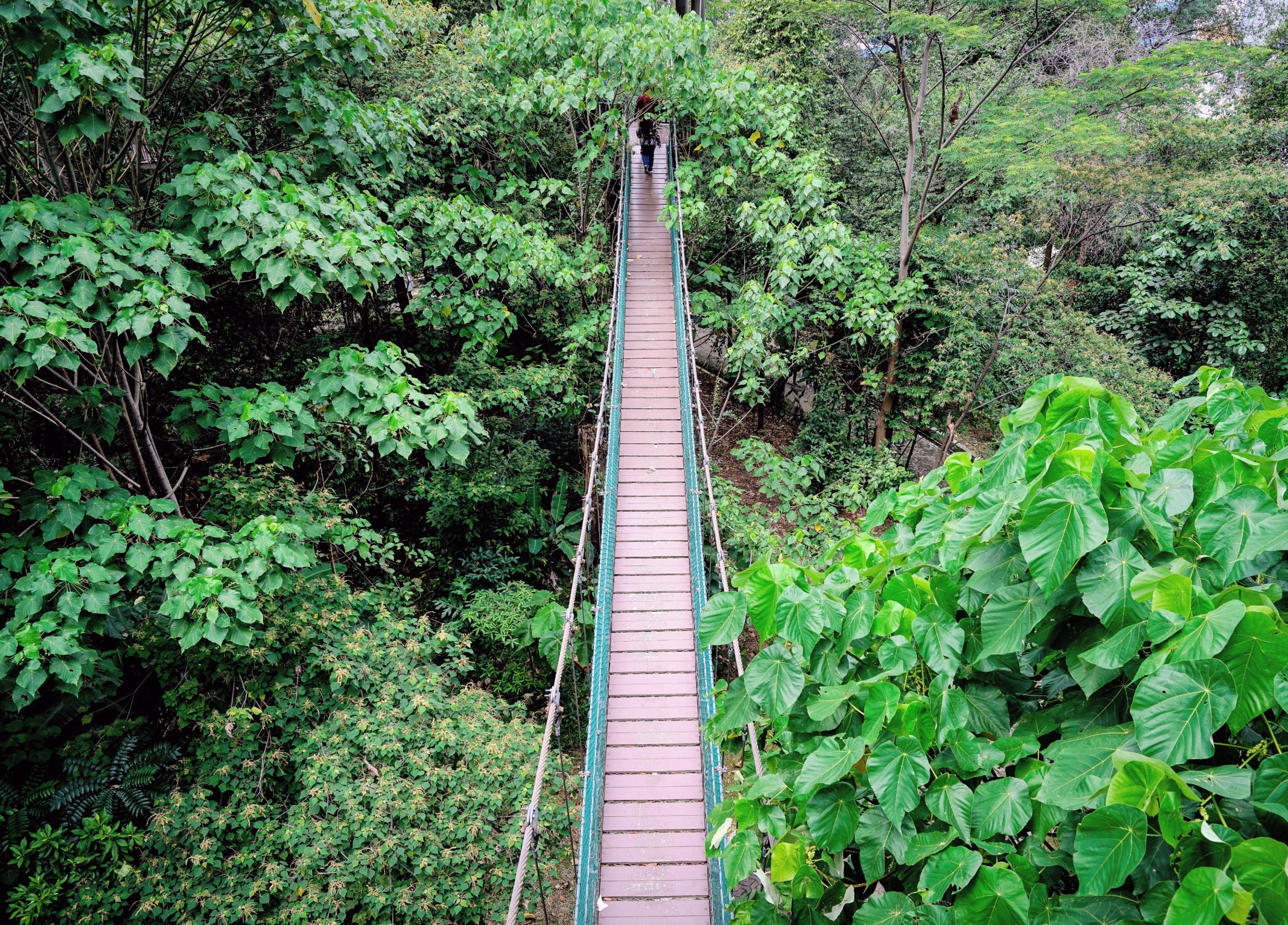 Highways in the forest: How animals use canopy bridges