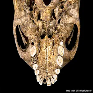 The upper jaw of the skeleton. Some teeth were lost before death, whilst others were lost in the ground. The third molars are unusually small. This is part of the mouth used to study the plaque in King Richard III's mouth and teeth, leading to the microbiome assembly. Credit: University of Leicester