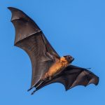 Bat brains map the world like living GPS systems