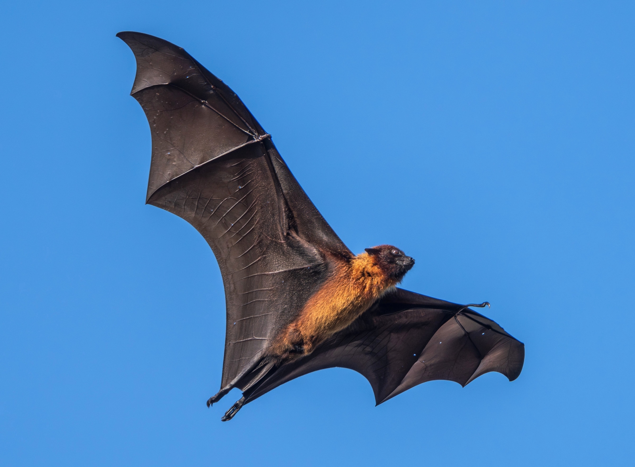 Bat brains map the world like living GPS systems