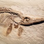 Ancient sea creatures may have used magnetic particles to navigate oceans