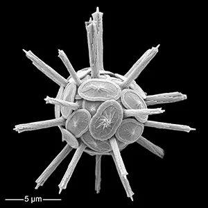 A coccosphere of Rabdosphaera clavigera, collected in the surface waters of the Eastern Mediterranean Sea. Credit: Patrizia Ziveri