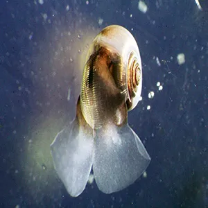 The pteropod Limacina helicina collected in West Greenland waters. Credit: Alena Sakovich and Clara Manno
