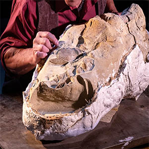 Professor Paul Sereno of the University of Chicago marvels at the preserved hooves on the foot of an adult mummy of the duck-billed dinosaur Edmontosaurus annectens nicknamed "Ed Sr." Credit: Kieth Ladzinski