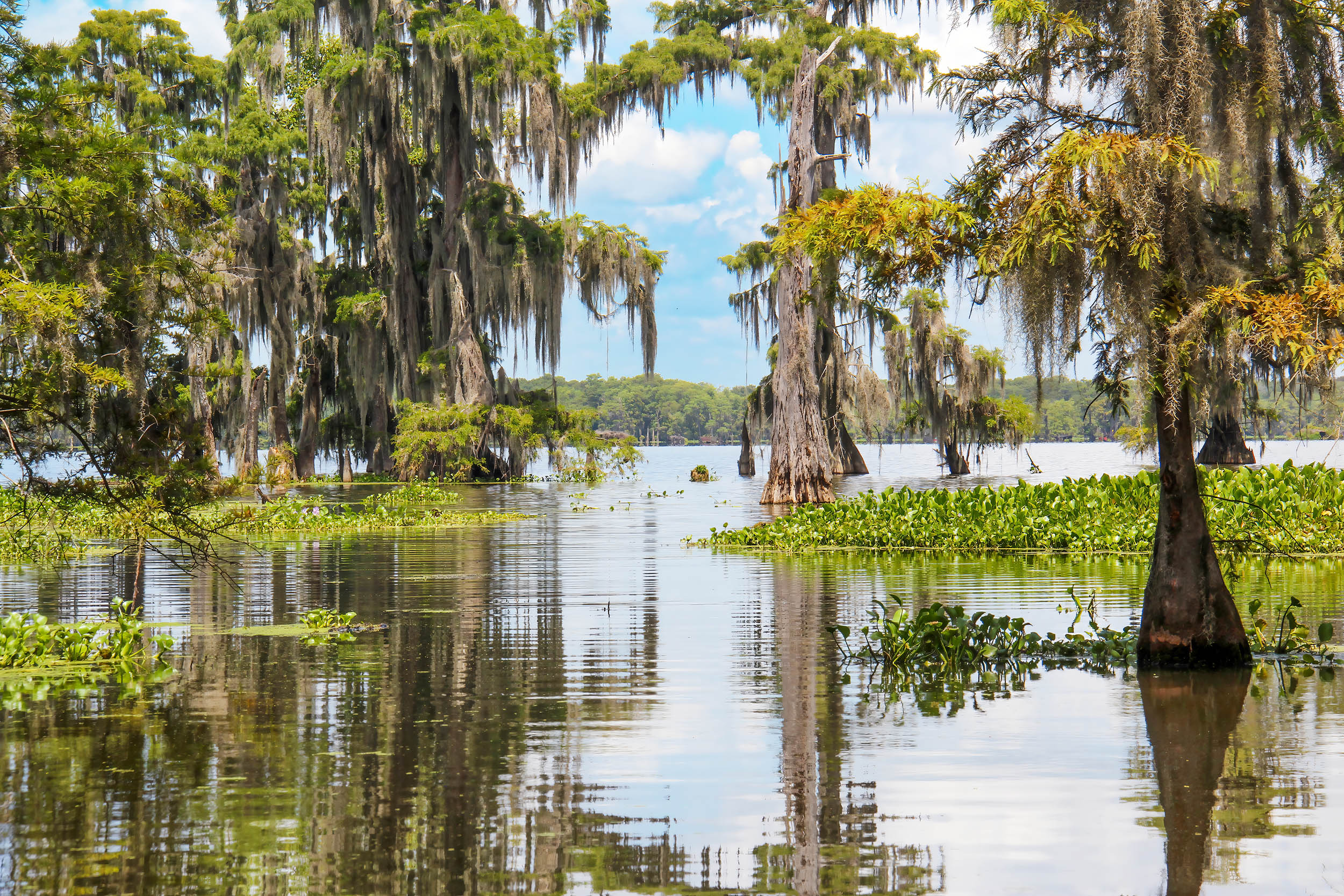 Swamps hold something much more dangerous than alligators