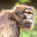 Are we witnessing Earth's sixth mass extinction? Fears may be overstated