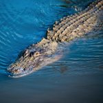 Ancient reptiles grew bigger by changing their posture