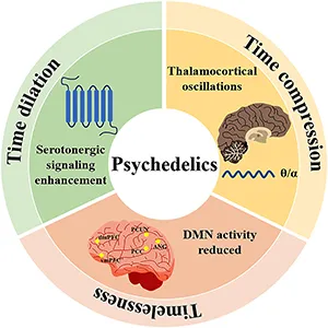 Neurobiological mechanisms of psychedelic-induced time perception alterations. Credit: Psychedelics Journal