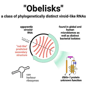 “Obelisks,” a previously unrecognized class of viroid-like RNA elements that we first identified in human gut metatranscriptomic data. “Obelisks” share several properties: (i) apparently circular RNA ∼1kb genome assemblies, (ii) predicted rod-like secondary structures encompassing the entire genome, and (iii) open reading frames coding for a novel protein superfamily, which we call the “Oblins”. Credit: Cell Journal
