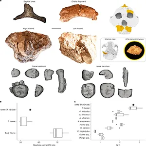 Paranthropus boisei craniodental remains.  Credit: Nature (2025)