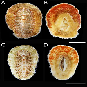 Craspedochiton zefranki Vončina, sp. nov. Credit: Senckenberg Ocean Species Alliance