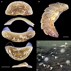 Ferreiraella charazataf new species. Credit: Senckenberg Ocean Species Alliance
