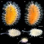 Scientists are rushing to name ocean species before they disappear forever, like Spinther bohnorum. Credit: Senckenberg Ocean Species Alliance