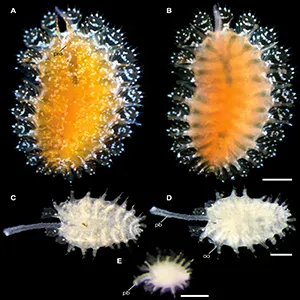 Spinther bohnorum Tilic & Rouse, sp. nov. Credit: Senckenberg Ocean Species Alliance