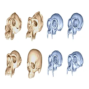 3D study examined skull diversity across all great apes (orange) and gibbons (blue). Credit: Dr. Aida Gomez-Robles / UCL Anthropology