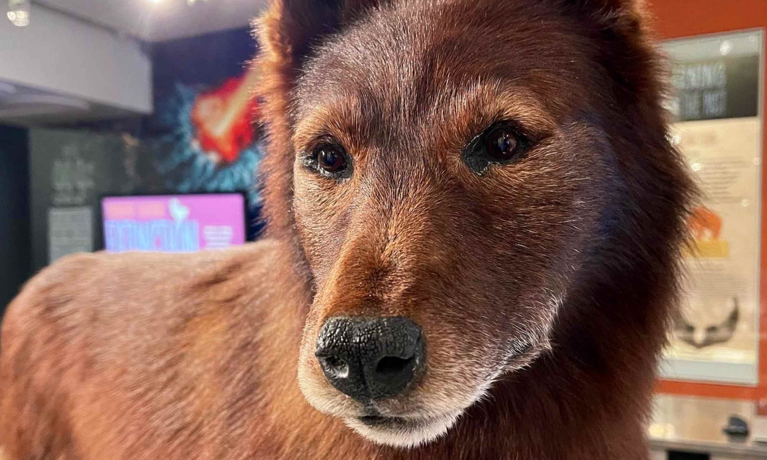 Science reveals the genetic secrets of Alaska’s canine hero, Balto Science reveals the genetic secrets of Alaska’s canine hero, Balto