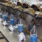 Modern medicine depends on a prehistoric crab whose future is in danger