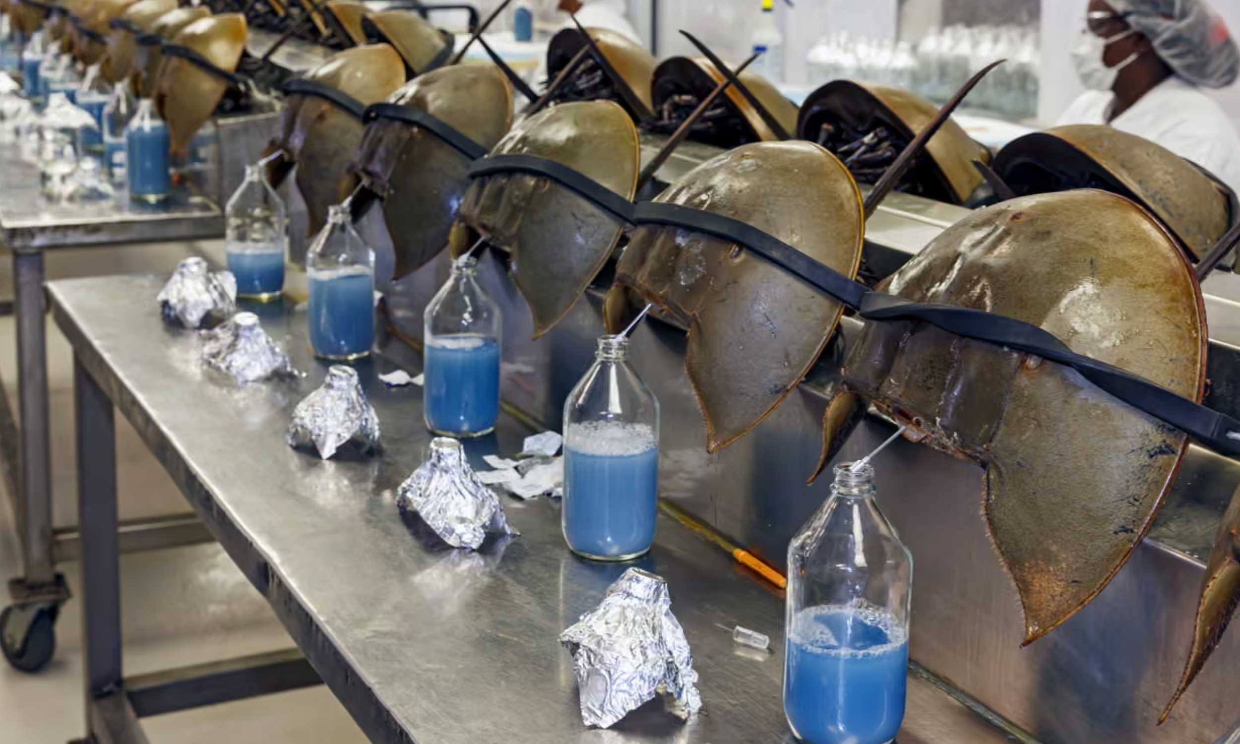 Modern medicine depends on a prehistoric crab whose future is in danger