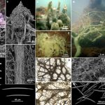 Extraordinary new species of sea sponge, Cladocroce pansinii, discovered. Credit: MDPI
