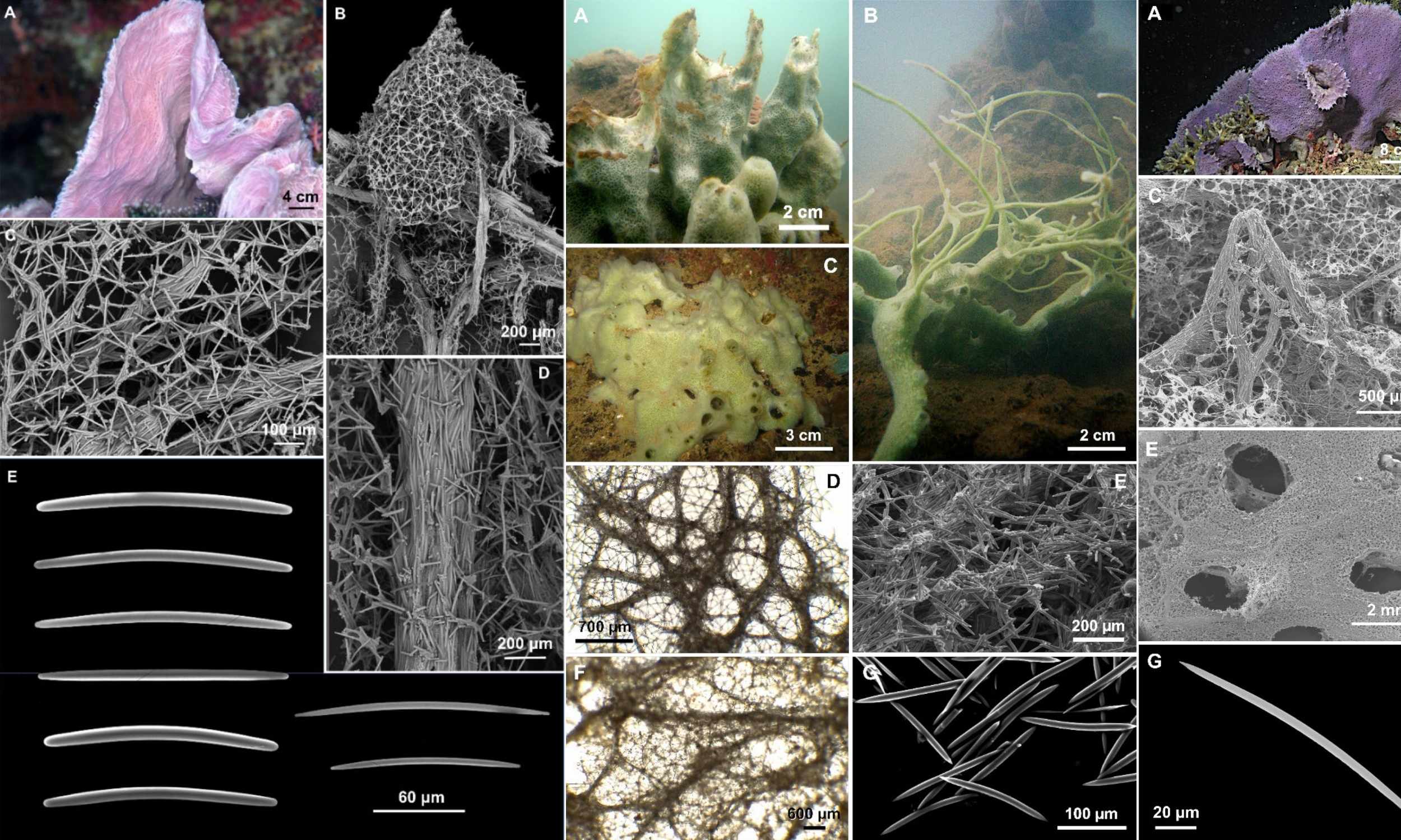 Extraordinary new species of giant sea sponge discovered - Earth.com