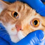 Common drug store cold creme offers new hope to cats with eye infections